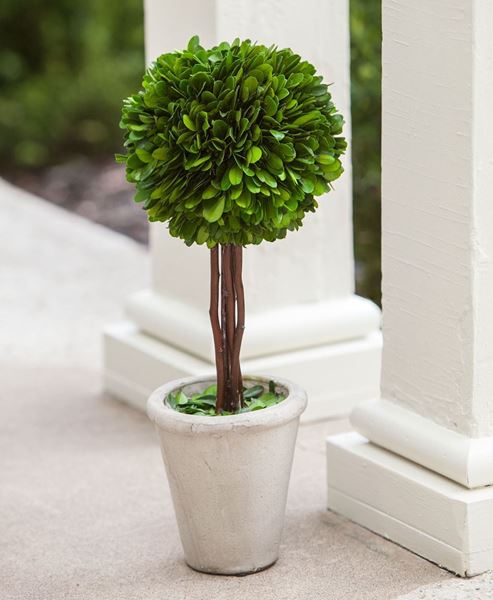 Boxwood Topiary, 16"