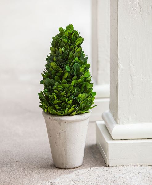 Boxwood Cone Topiary, 13½"