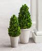 Boxwood Cone Topiary, 13½"