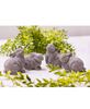 Picture of Gray Resin Bunny, 4 Asstd.