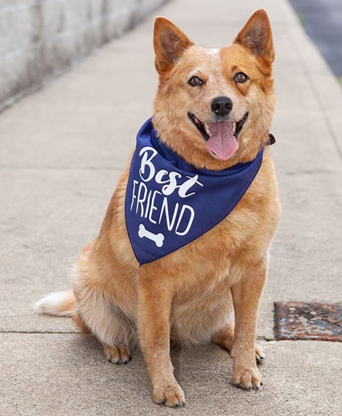 Picture of Best Friend Doggie Bandana