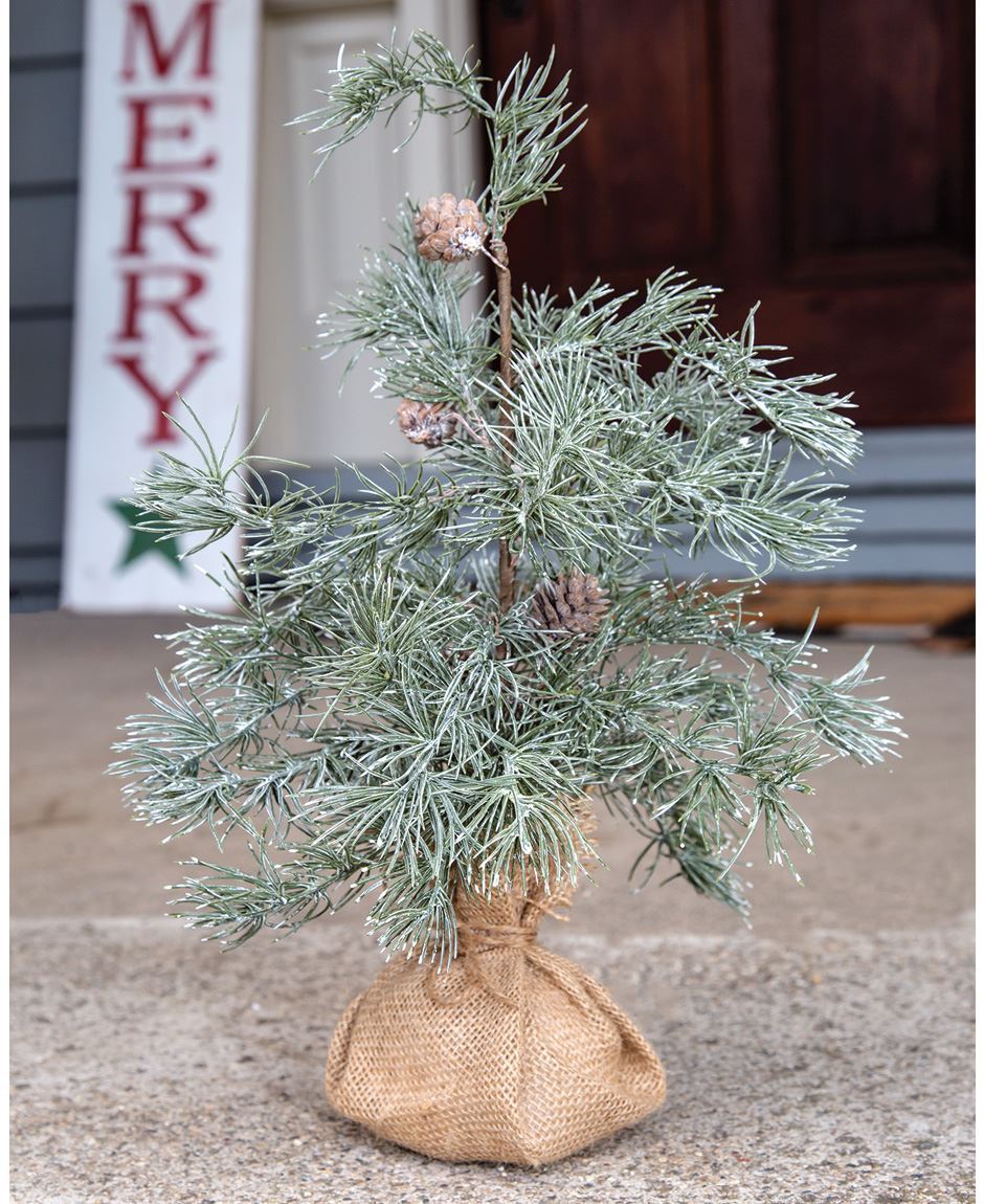 http://colhouseretail.fdgweb.com/images/thumbs/0009801_weeping-pine-tree-18.jpeg