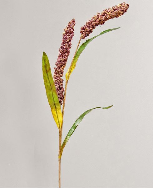 Picture of Burgundy Millet Stem, 30"