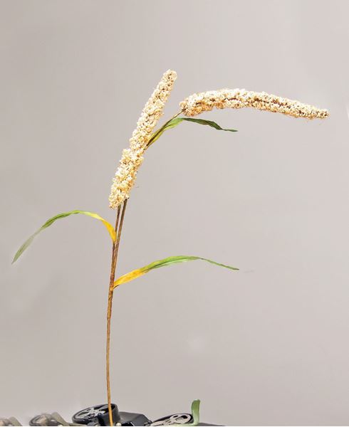 Picture of Cream Millet Stem, 30"