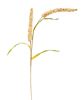 Picture of Cream Millet Stem, 30"