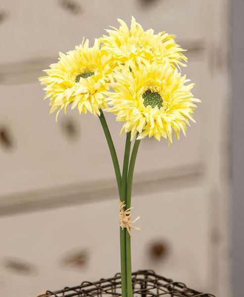 Picture of Triple Gerbera Daisy Bouquet, Light Yellow