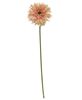 Picture of Gerbera Daisy Stem, Peach