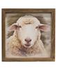 Picture of Serious Sheep Framed Print, Wood Frame