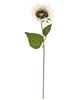 Picture of Blooming Sunflower Stem,  White